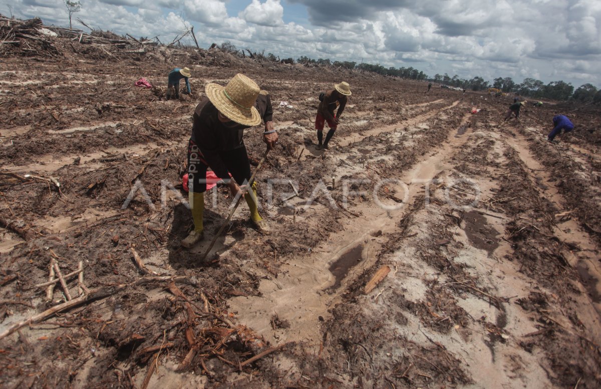 Target Program Cadangan Pangan Strategis Nasional Di Kalteng Antara Foto