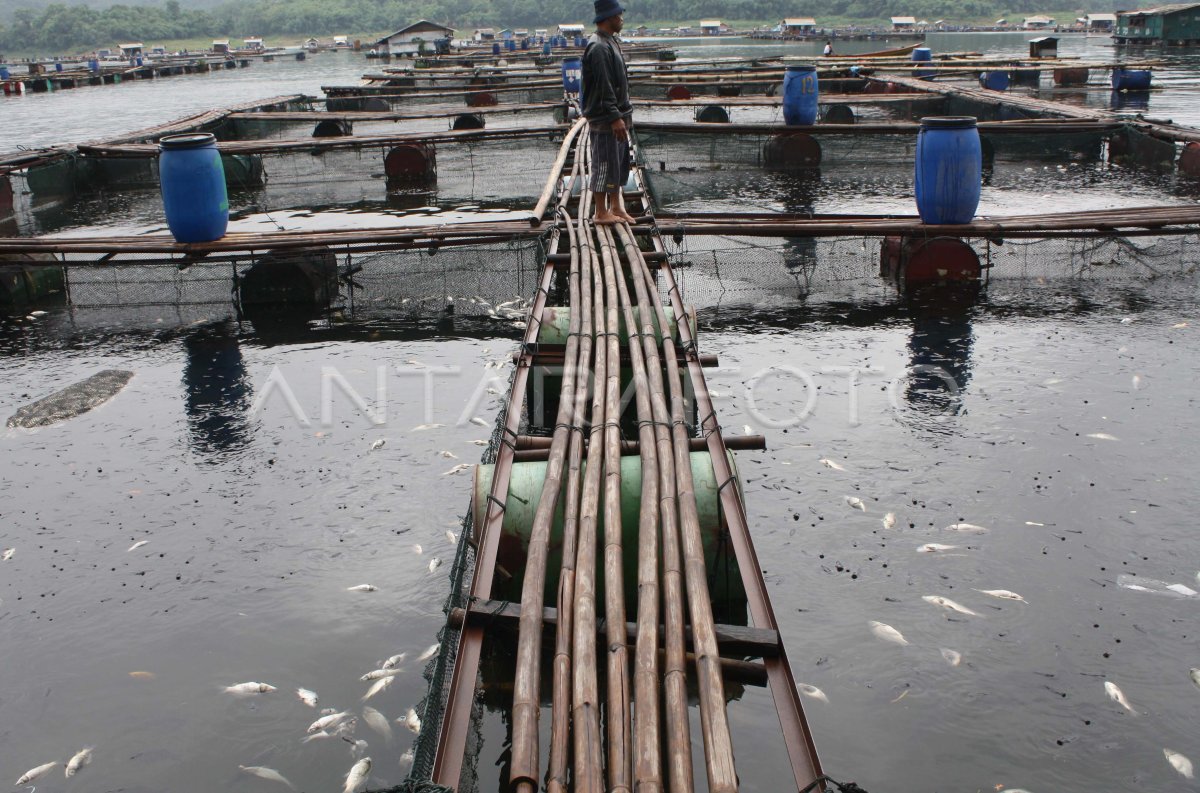 MILES DE TONELADAS DE PECES MUERTOS ANTARA Foto