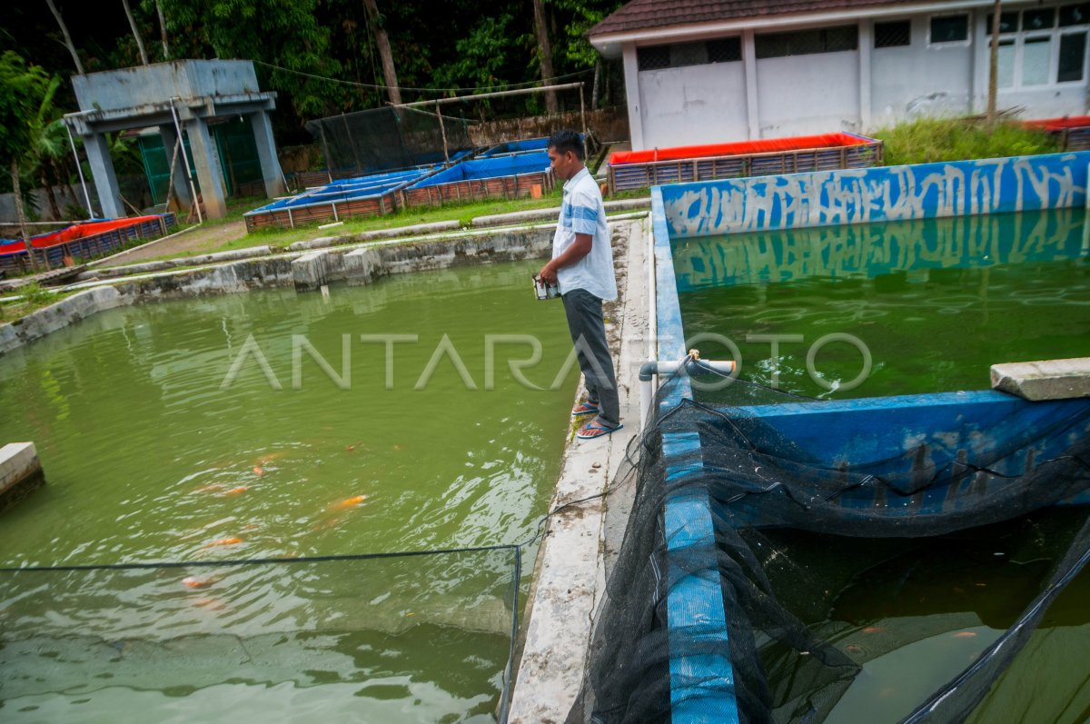 TARGET PRODUKSI PERIKANAN BUDI DAYA ANTARA Foto