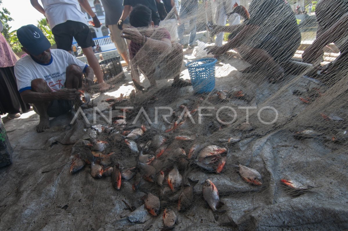 Panen Raya Ikan Untuk Ketahanan Pangan Antara Foto