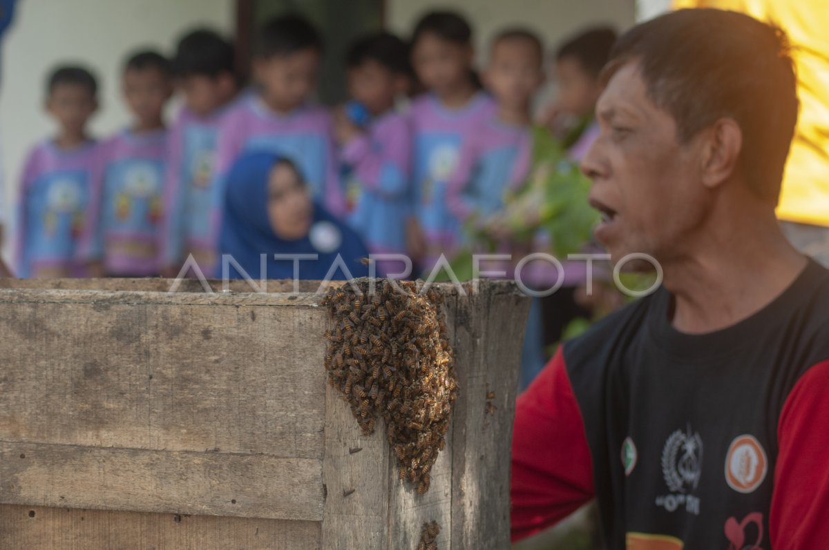 Siswa Belajar Budi Daya Lebah Madu ANTARA Foto