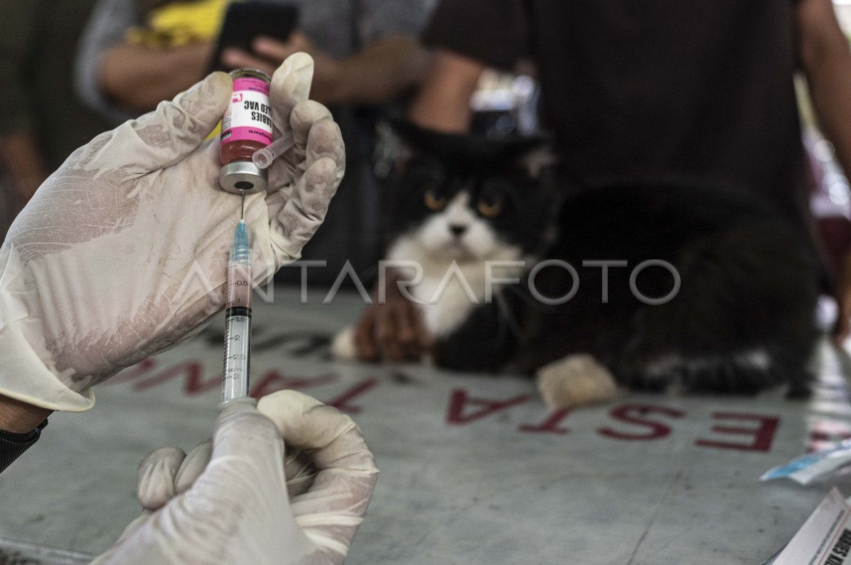 Vaksinasi Rabies Gratis Bagi Hewan Peliharaan Antara Foto