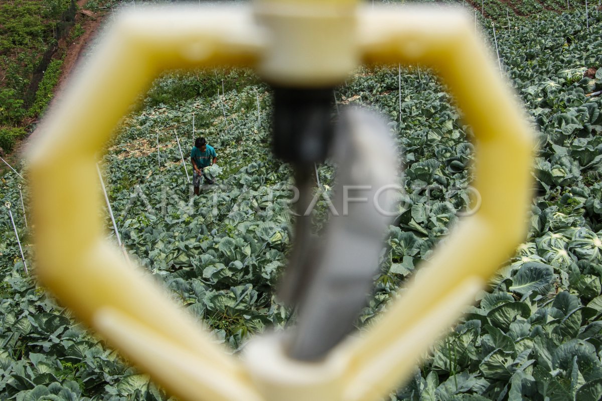 Jumlah Usaha Pertanian Subsektor Tanaman Pangan ANTARA Foto