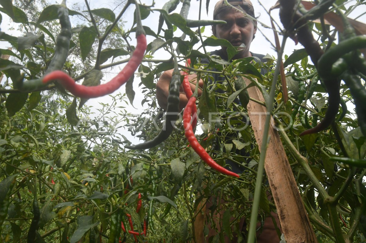 Panen Cabai Hasil Urban Farming Di Kota Bogor ANTARA Foto