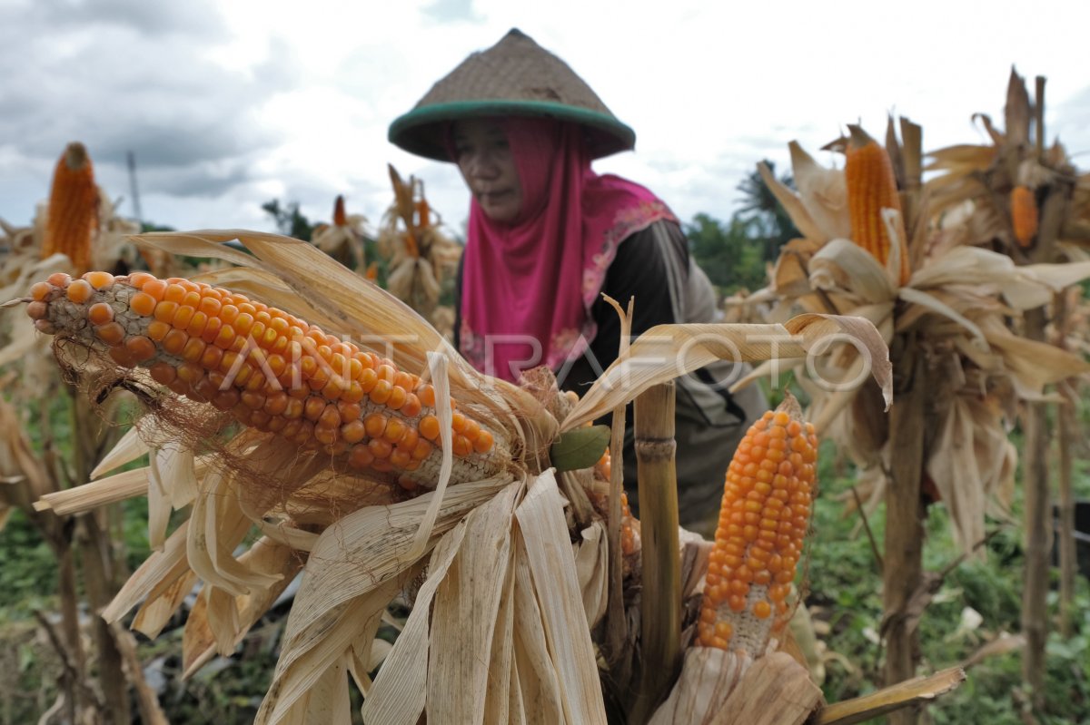 Anomali Cuaca Picu Kenaikan Harga Jagung Antara Foto