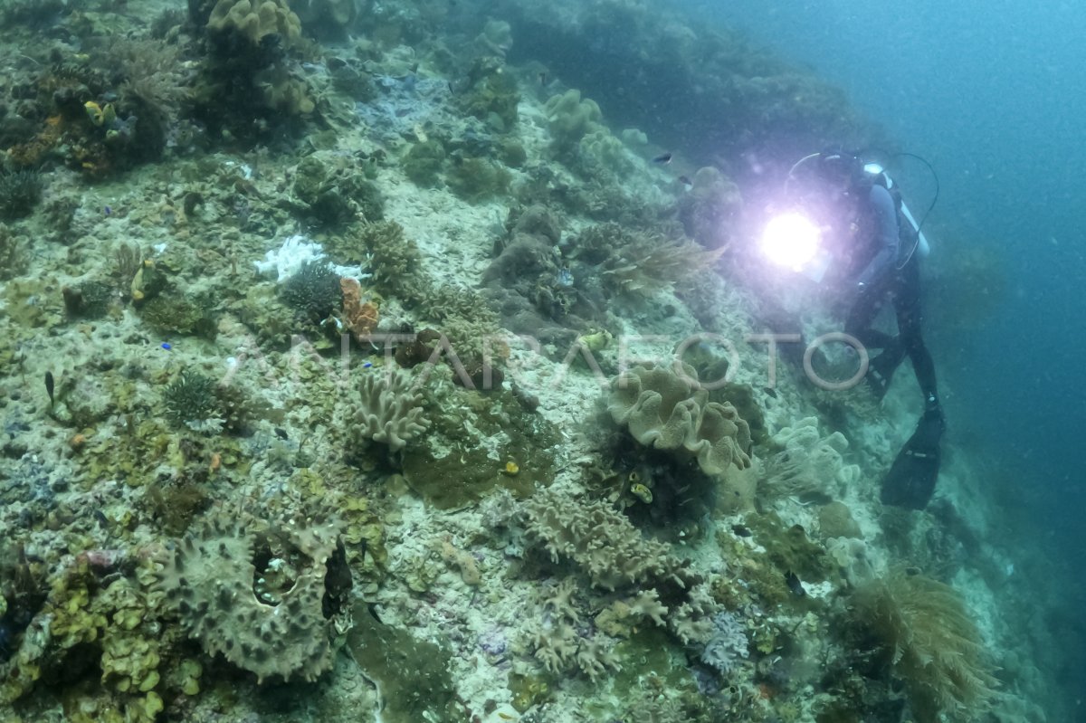 Konservasi Terumbu Karang Di Raja Ampat ANTARA Foto