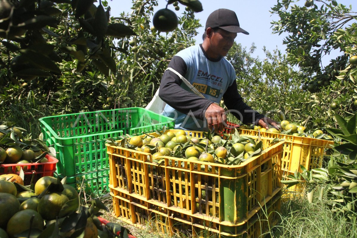 Produksi Jeruk Nasional Meningkat Antara Foto