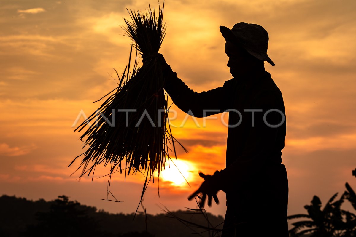 PROGRAM REGENERASI PETANI KEMENTERIAN PERTANIAN ANTARA Foto