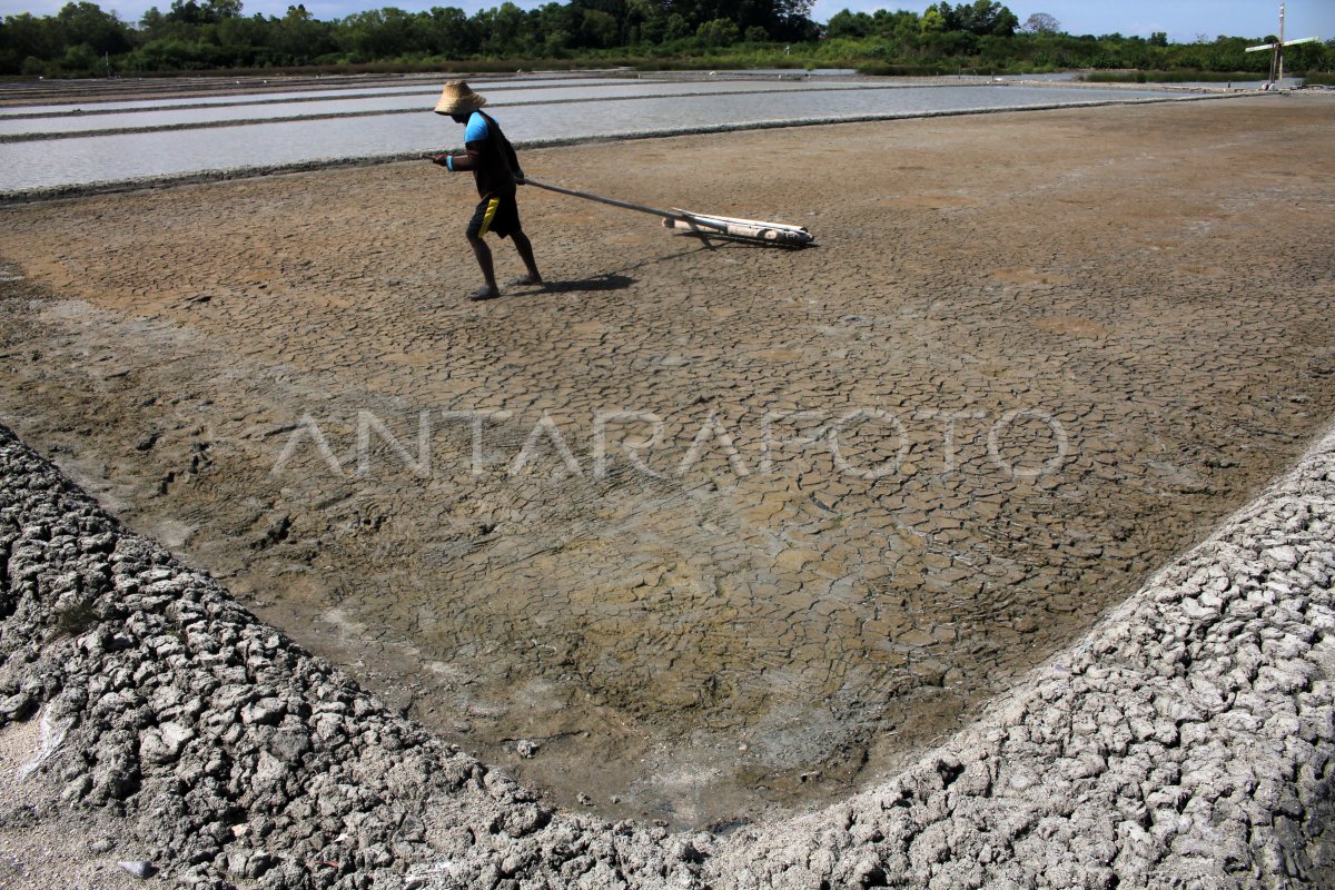 PERSIAPAN LAHAN GARAM DI MADURA ANTARA Foto