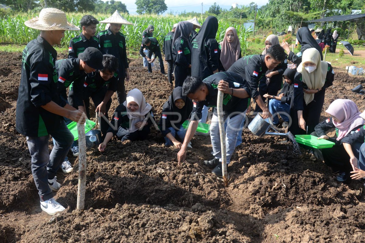 Lahan Percontohan Kedelai Di Aceh Besar ANTARA Foto