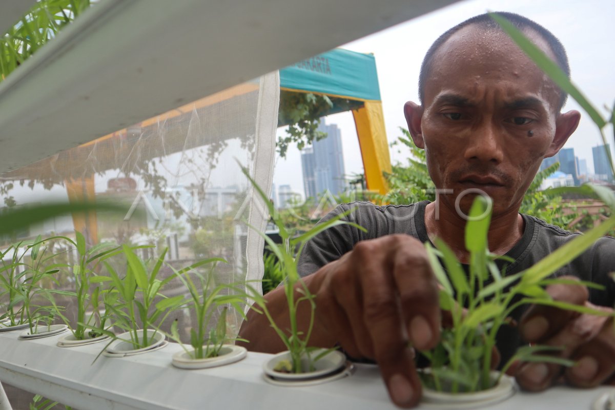 Dki Jakarta Gencarkan Urban Farming Antara Foto