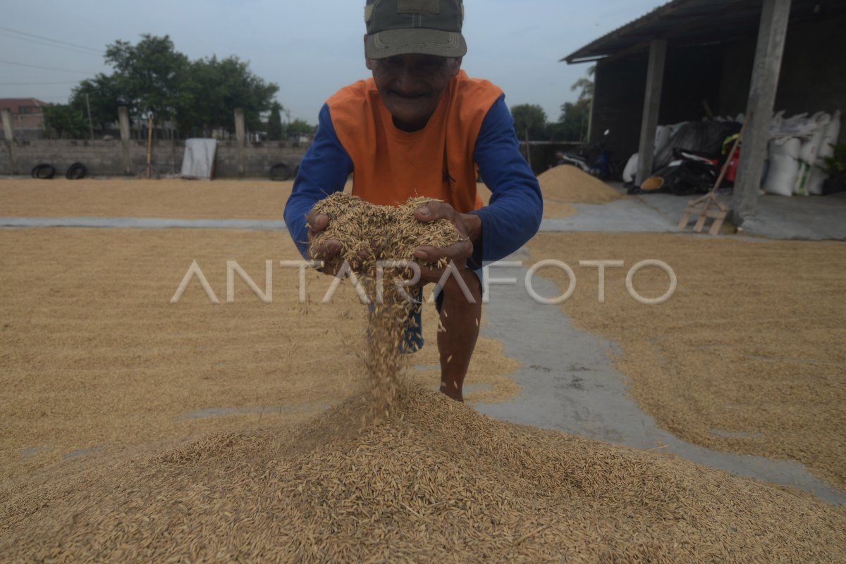 Bulog Serapan Harga Gabah Sesuai HPP ANTARA Foto