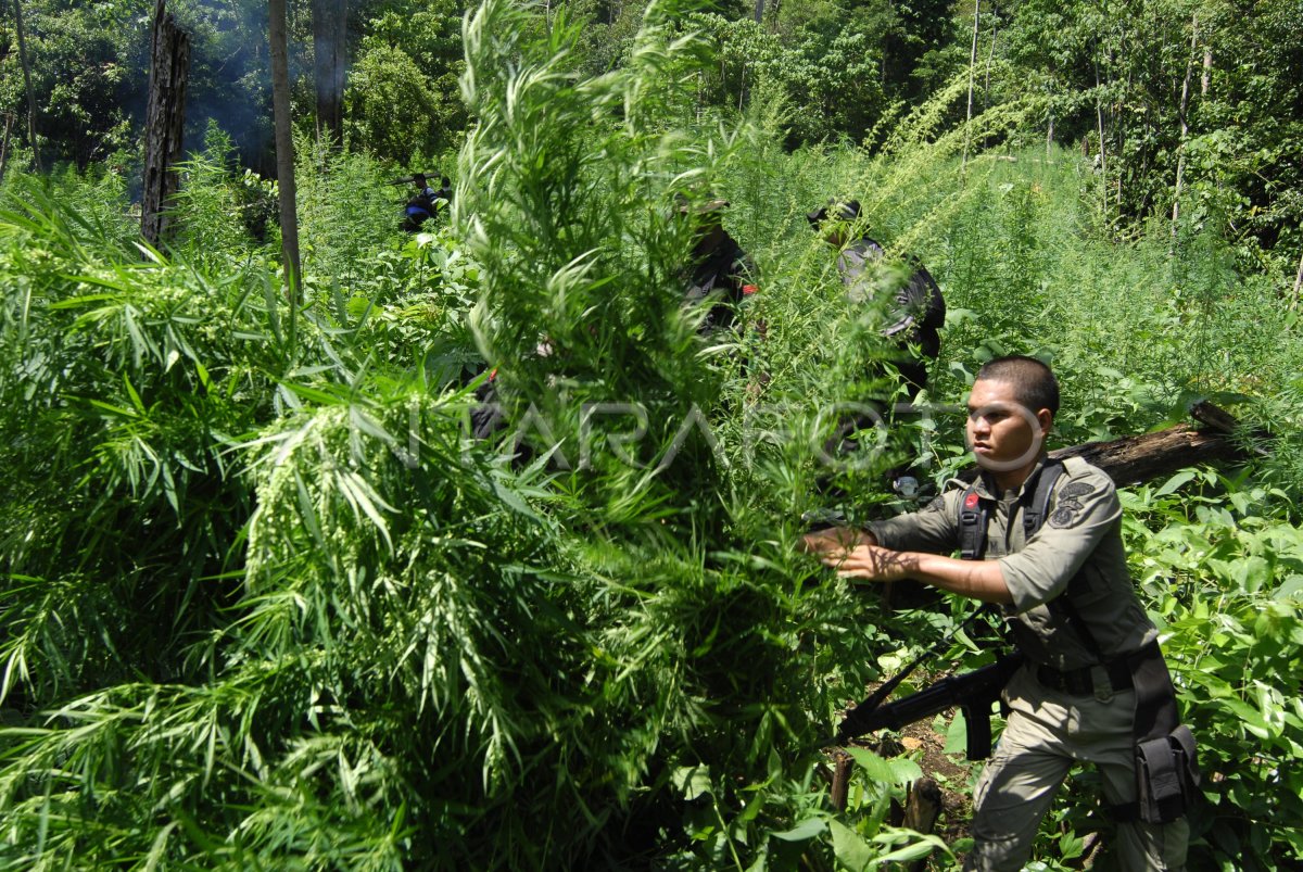 TEMUKAN LADANG GANJA ANTARA Foto