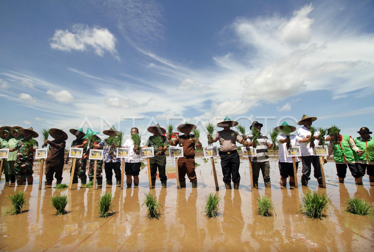 CETAK SAWAH BARU KERJASAMA KEMENTERIAN PERTANIAN ANTARA Foto