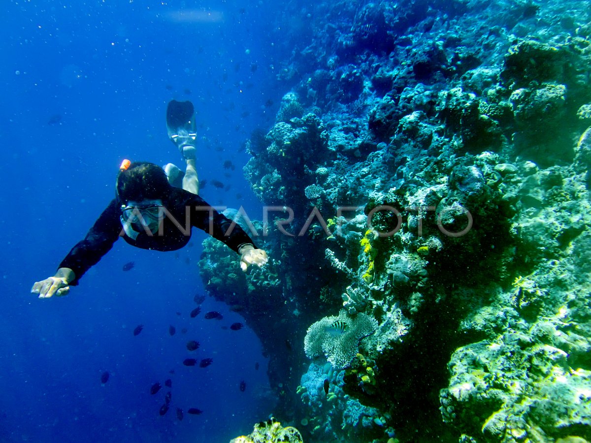 WISATA TAMAN LAUT BUNAKEN ANTARA Foto