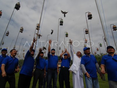 LOMBA BURUNG PERKUTUT ANTARA Foto