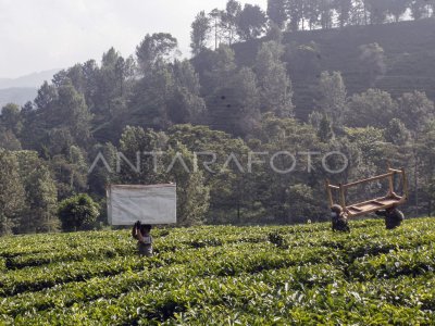 PENERTIBAN PKL DI KAWASAN WISATA PUNCAK BOGOR ANTARA Foto