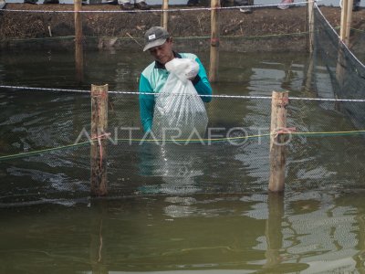 Alih Fungsi Lahan Pertanian Menjadi Tambak Ikan Antara Foto