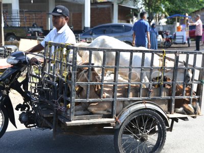 Permintaan Kambing Kurban Di Pasar Hewan Aceh Antara Foto