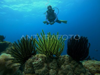 Menikmati Keindahan Bawah Laut Tomia Wakatobi Antara Foto