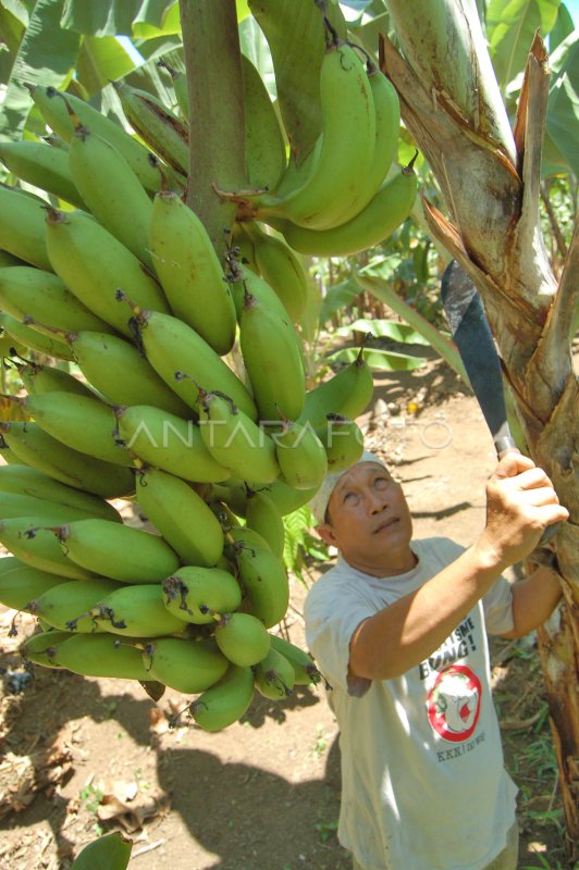 BUDIDAYA PISANG JANTAN ANTARA Foto