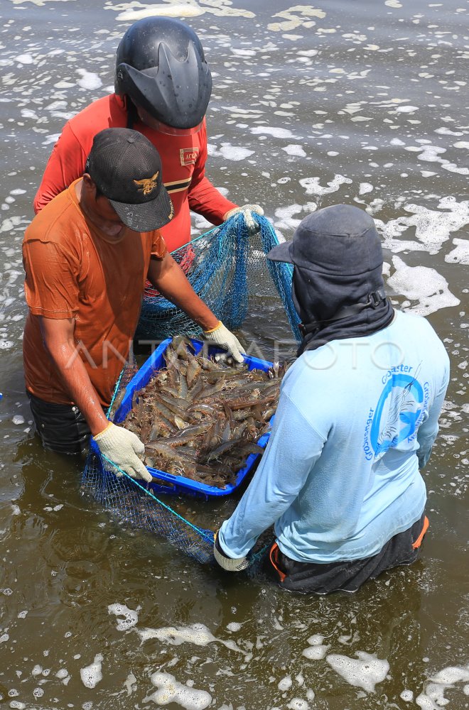 Budi Daya Udang Vaname Di Aceh Antara Foto