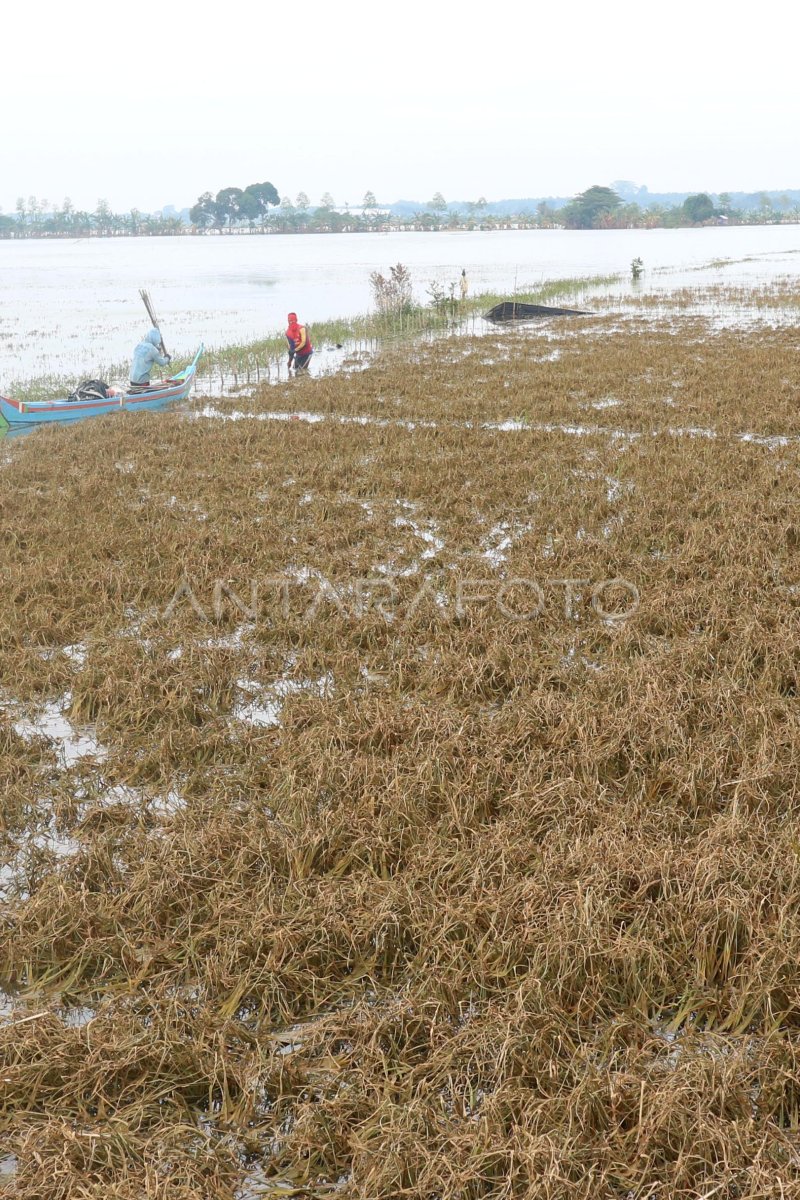 Tanaman Padi Mati Terendam Banjir Bengawan Solo Antara Foto