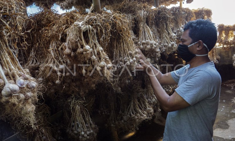 TARGET PRODUKSI BAWANG PUTIH NASIONAL ANTARA Foto