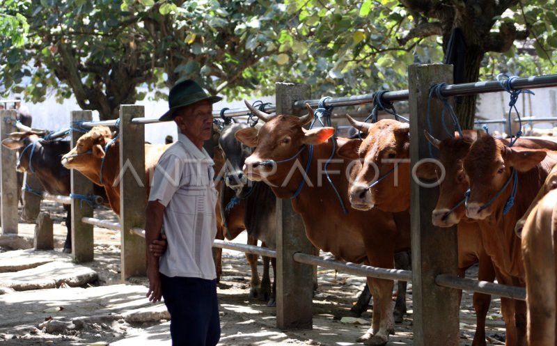 Penjualan Sapi Turun Antara Foto