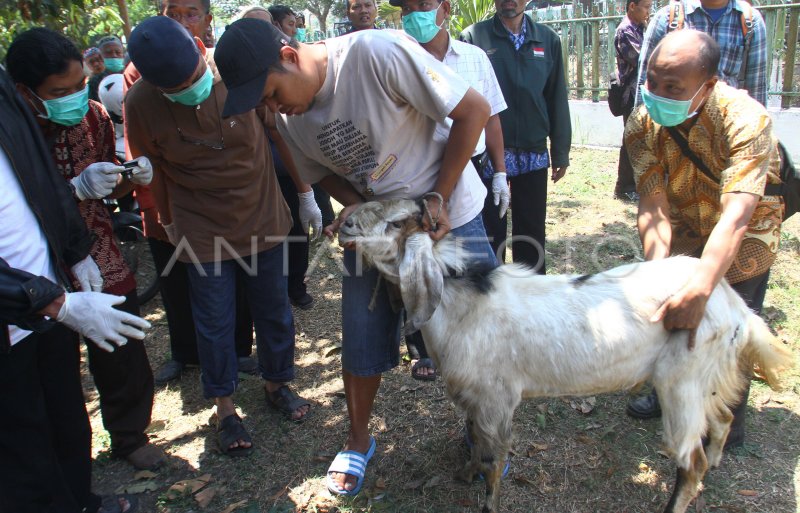 Pelatihan Penyembelihan Hewan Kurban Antara Foto