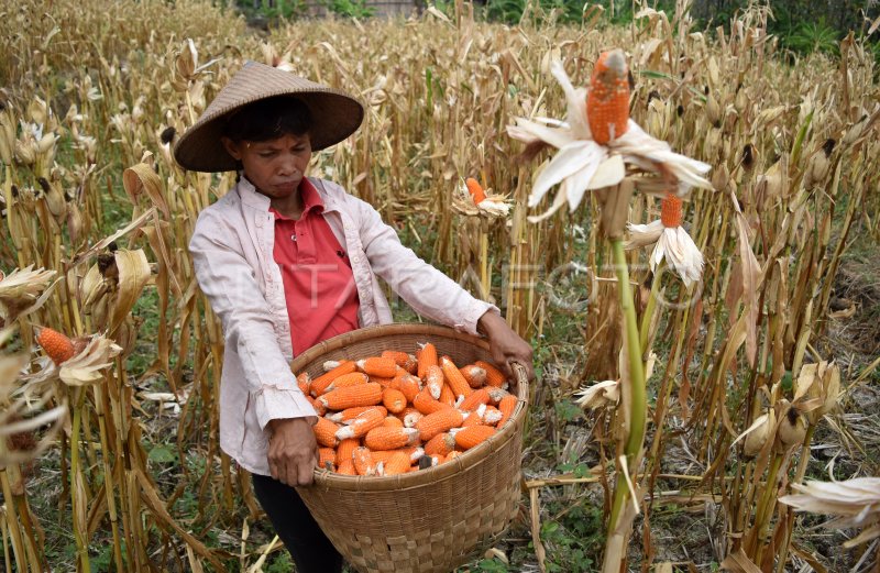 Penambahan Luas Tanam Jagung Baru Antara Foto