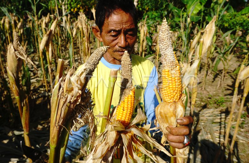 PETANI JAGUNG TERANCAM GAGAL PANEN ANTARA Foto