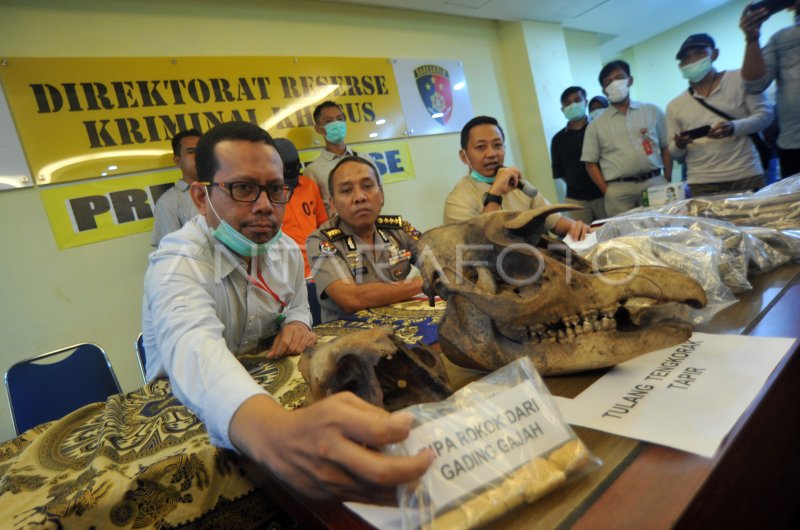 Perdagangan Bagian Tubuh Satwa Dilindungi Antara Foto