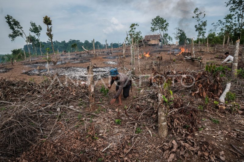 Tradisi Ngaduruk Suku Baduy Antara Foto