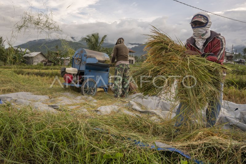 HARGA GABAH KERING PANEN NAIK ANTARA Foto