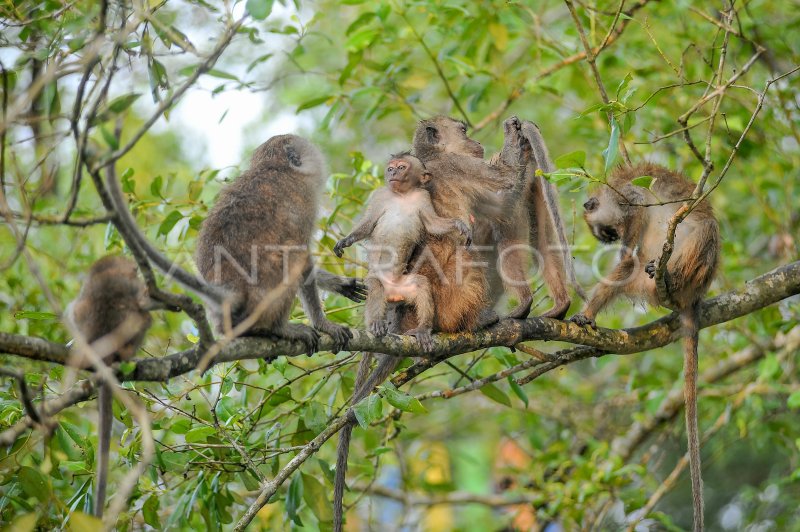 Perlindungan Kawasan Mangrove Di Tanjung Jabung Barat ANTARA Foto