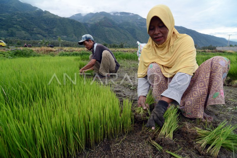 PERSIAPAN TANAM PADI ANTARA Foto