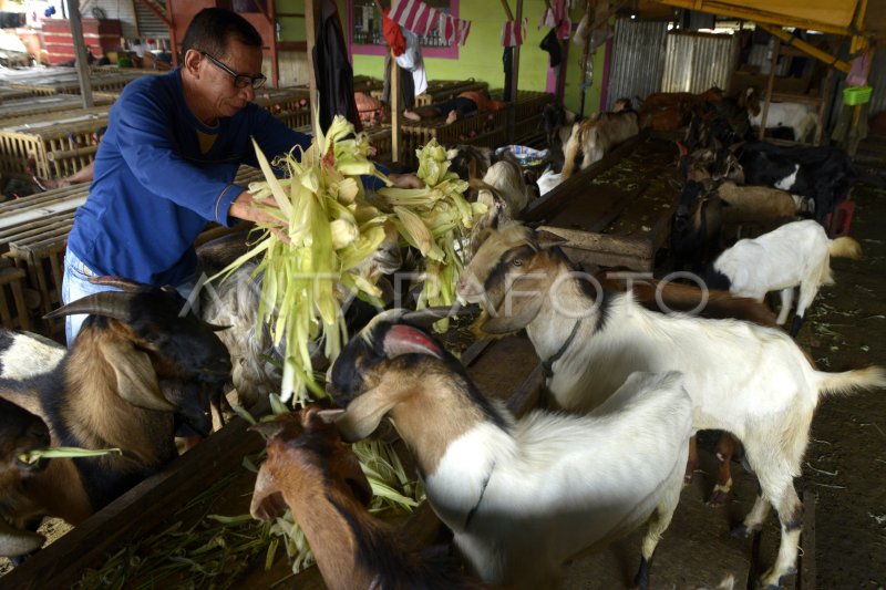 PERMINTAAN KAMBING KURBAN MENINGKAT ANTARA Foto