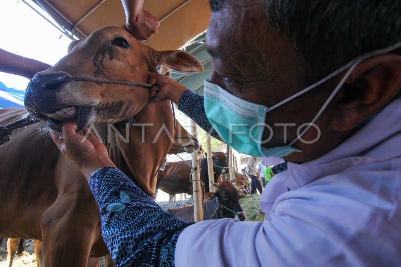 PEMERIKSAAN KESEHATAN HEWAN KURBAN ANTARA Foto