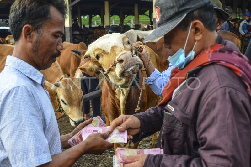 PENGEMBANGAN SAPI PASUNDAN ANTARA Foto