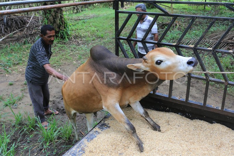 PERMINTAAN SAPI JELANG TRADISI MEUGANG ANTARA Foto