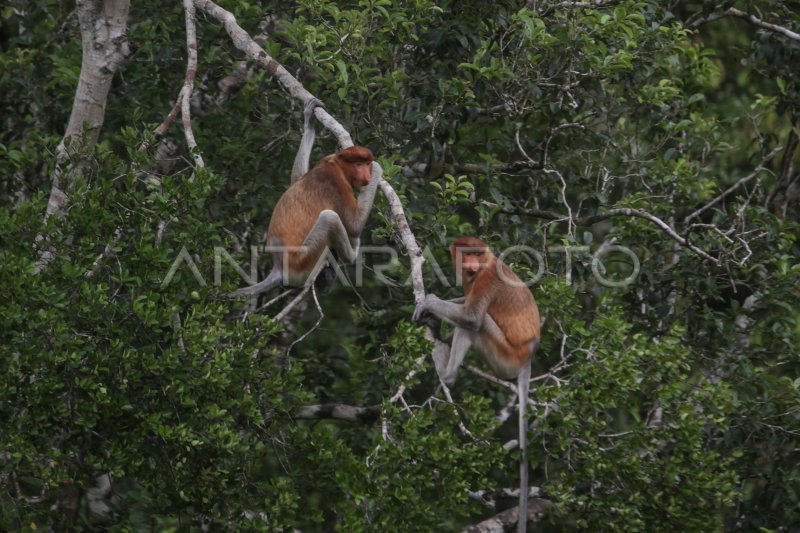 WISATA SUSUR SUNGAI TAMAN NASIONAL TANJUNG PUTING ANTARA Foto