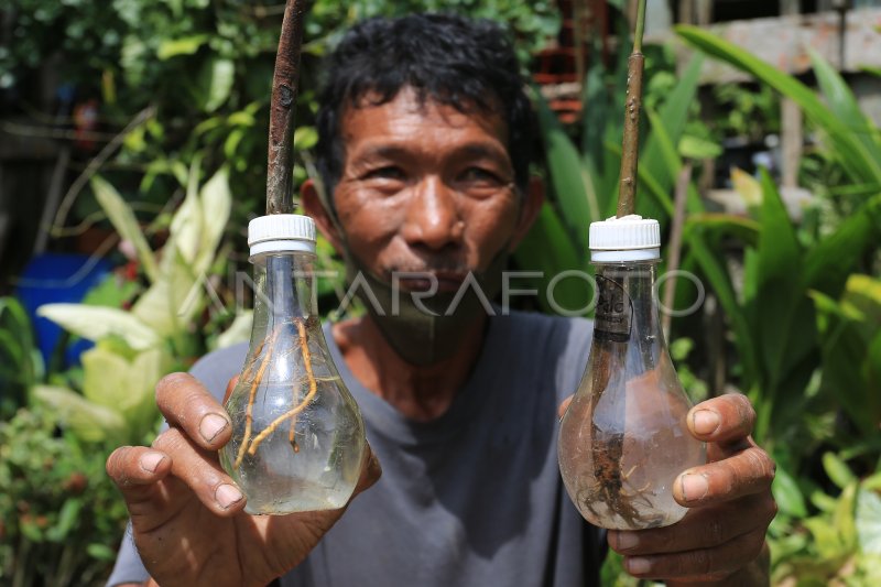 PEMANFAATAN SAMPAH PLASTIK UNTUK MEDIA TANAM MANGROVE ANTARA Foto