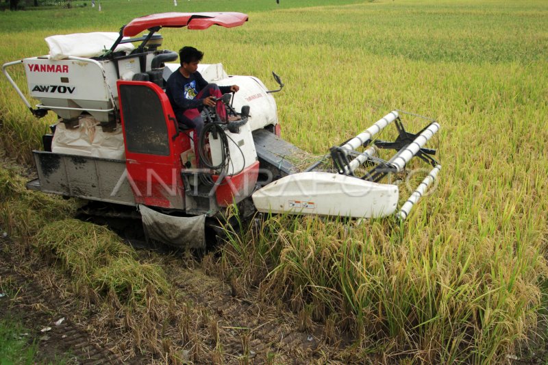 TARGET SERAPAN GABAH BULOG SULSELBAR ANTARA Foto