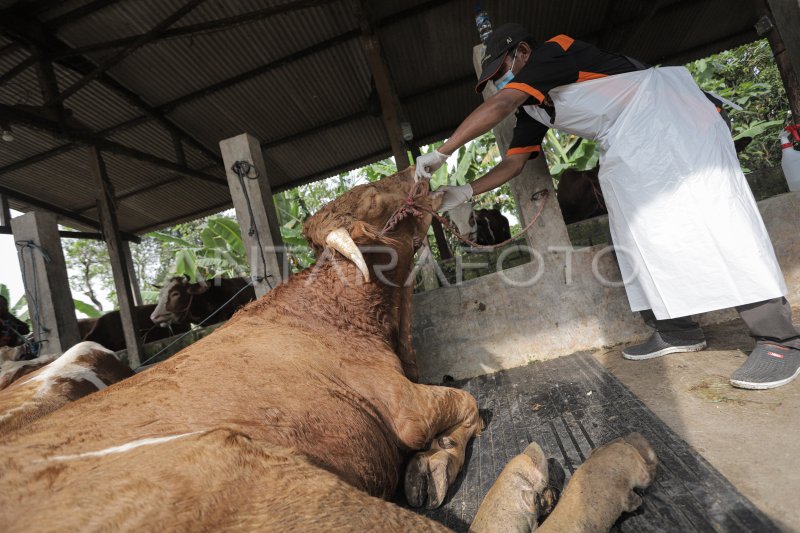 Pemberian Vitamin Dan Pengecekan Kondisi Sapi Yang Terjangkit Pmk