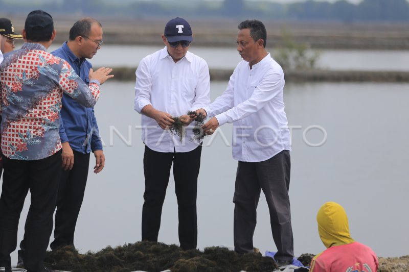 Kunjungan Kerja Menkop Ukm Di Kampung Nelayan Antara Foto