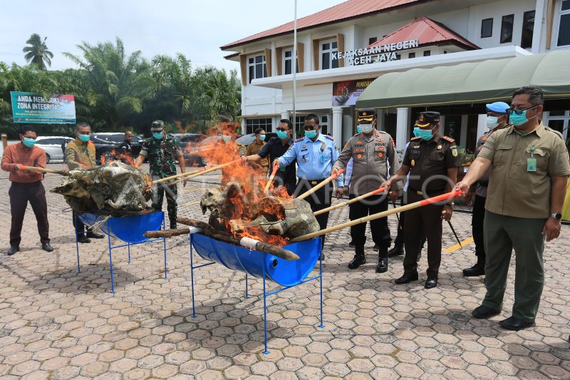 PEMUSNAHAN BARANG BUKTI KASUS GAJAH SUMATERA DI ACEH JAYA ANTARA Foto