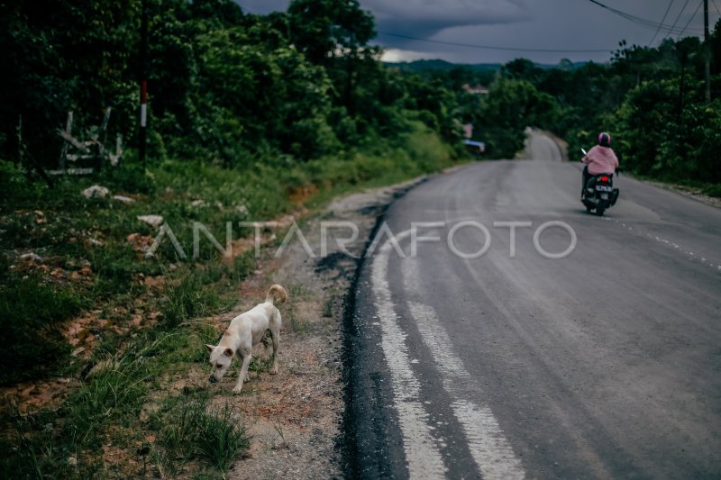 MENILIK CEMAS SUKU BALIK ANTARA Foto