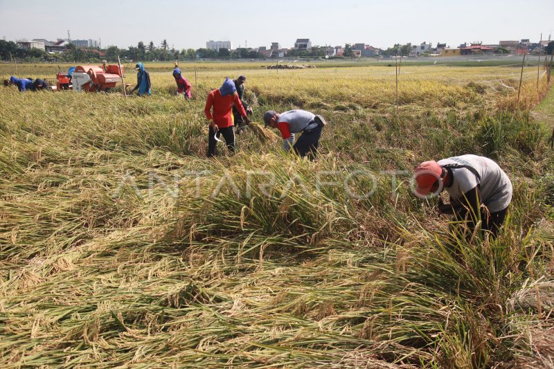 Panen Padi Di Jakarta ANTARA Foto