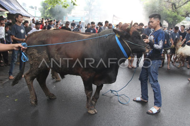 Tradisi Pawai Hewan Kurban Di Malang Antara Foto